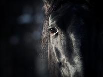 Horse Eye In Dark-mari_art-Art Print