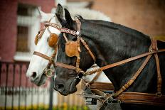 Horses in Carriage-mari_art-Framed Photographic Print