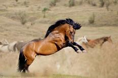 Arabian Horses-mari_art-Framed Photographic Print