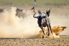 Blue Wildebeest Running on Dusty Plains ( Taurinus; Connochaetes ) - Kalahari Desert - South Africa-Mari Swanepoel-Framed Stretched Canvas