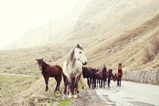 Sheep in the Mountains-Maria Komar-Mounted Photographic Print