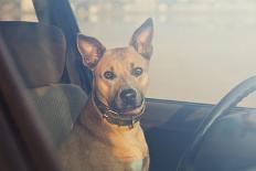 Lonely Dog Waiting in the Car-Maria Komar-Photographic Print