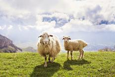 Sheep in the Mountains-Maria Komar-Photographic Print