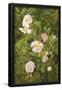 Essential Black