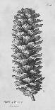 Botanicus - Century Plant-Maria Mendez-Giclee Print