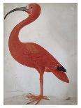 Scarlet Ibis with an Egg, 1699 - 1700-Maria Merian-Framed Art Print