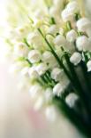 Lily of the Valley (Convallaria Majalis)-Maria Mosolova-Photographic Print