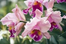 Orchid (Dendrobium)-Maria Mosolova-Photographic Print
