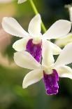 Orchid (Dendrobium)-Maria Mosolova-Photographic Print