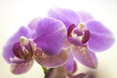 Orchid (Cattleya Sp.)-Maria Mosolova-Photographic Print