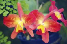 Orchid (Phalaenopsis)-Maria Mosolova-Photographic Print