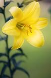 Orienpet Lily (Lilium Sp.)-Maria Mosolova-Photographic Print