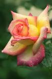 Rose (Rosa Sp.)-Maria Mosolova-Photographic Print