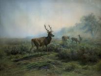 Pack of Deer in Foggy Mountain Landscape, 1875-Maria-Rosa Bonheur-Stretched Canvas