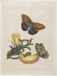 Bananas and Blue Lizard, 1705-1771-Maria Sibylla Graff Merian-Giclee Print