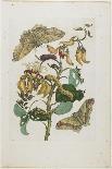 Tulip, two Branches of Myrtle and two Shells, c.1700-Maria Sibylla Graff Merian-Giclee Print