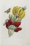 Caterpillars, Butterflies and Flower, 1705-1771-Maria Sibylla Graff Merian-Giclee Print