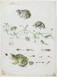 Tulip, two Branches of Myrtle and two Shells, c.1700-Maria Sibylla Graff Merian-Giclee Print