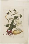 Caterpillars, Butterflies and Flower, 1705-1771-Maria Sibylla Graff Merian-Giclee Print