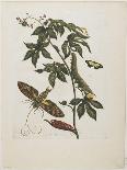 Sphinx Moth, Larva, Pupa, and Flower, 1705-1771-Maria Sibylla Graff Merian-Giclee Print
