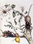 Red Beetle, White Morning Glory, 1705-1771-Maria Sibylla Graff Merian-Giclee Print