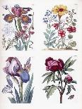 Metamorphosis of a Frog and Blue Flower-Maria Sibylla Graff Merian-Giclee Print