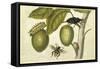 Maria Sibylla Merian 002-Vintage Lavoie-Framed Stretched Canvas