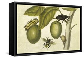 Maria Sibylla Merian 002-Vintage Lavoie-Framed Stretched Canvas