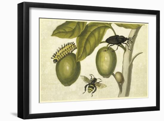 Maria Sibylla Merian 002-Vintage Lavoie-Framed Giclee Print