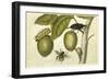 Maria Sibylla Merian 002-Vintage Lavoie-Framed Giclee Print