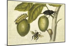 Maria Sibylla Merian 002-Vintage Lavoie-Mounted Giclee Print