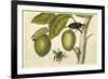 Maria Sibylla Merian 002-Vintage Lavoie-Framed Premium Giclee Print