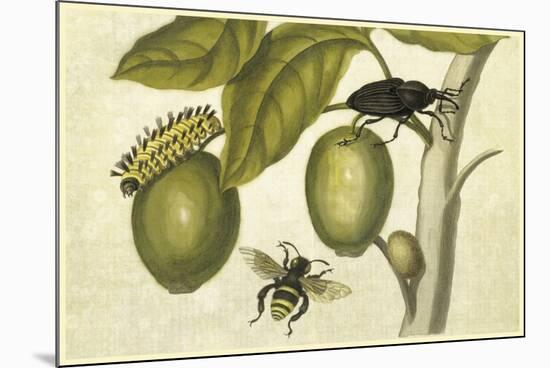 Maria Sibylla Merian 002-Vintage Lavoie-Mounted Premium Giclee Print