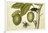 Maria Sibylla Merian 002-Vintage Lavoie-Framed Giclee Print