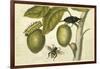 Maria Sibylla Merian 002-Vintage Lavoie-Framed Giclee Print