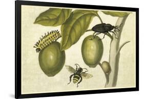 Maria Sibylla Merian 002-Vintage Lavoie-Framed Giclee Print