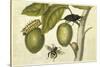 Maria Sibylla Merian 002-Vintage Lavoie-Stretched Canvas