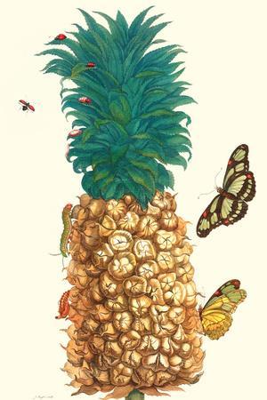 Butterfly and Beetle on a Pineapple