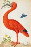 Curlew Catesby (or Scarlet Ibis)-Maria Sibylla Merian-Art Print