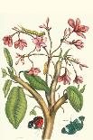 Fruiting Guava and Stinging Caterpillar-Maria Sibylla Merian-Art Print
