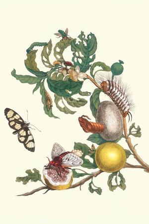 Fruiting Guava and Stinging Caterpillar