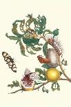 White Bird, with Red and Black Crest, a Snake in its Mouth-Maria Sibylla Merian-Art Print