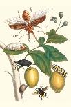 Papaya with Caterpillar, Pupa and Butterfly of the Metalmark Family and a Moth on the Fruit-Maria Sibylla Merian-Art Print