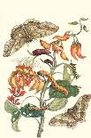 Moths and a Tree Boa-Maria Sibylla Merian-Art Print