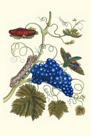 Grapevine with Gaudy Spinx Moth