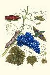 Grapevine with Gaudy Spinx Moth-Maria Sibylla Merian-Art Print