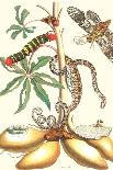 Pineapple (Ananas) with Surinam Insects-Maria Sibylla Merian-Giclee Print