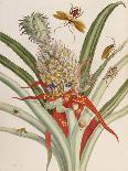 Pineapple (Ananas) with Surinam Insects-Maria Sibylla Merian-Giclee Print