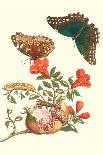 Frangiani and Red Cracker Butterfly-Maria Sibylla Merian-Art Print