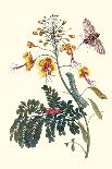 Grapevine with Gaudy Spinx Moth-Maria Sibylla Merian-Art Print